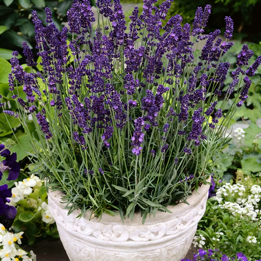 Lavender Seeds